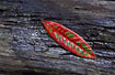 Rainforest leaf in different colours