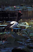 Magpie Goose among water lilies