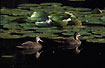Ducks are mirrored in the water lily filled lake