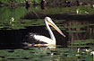 Pelican among water lilies