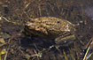 Cane Toads mating - an introduced species