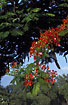 Photo ofFlamboyant Tree/Flame tree/Peacock flower (Delonix regia). Photographer: 