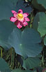 Flowering Water lilies