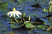 Flowering water lilies