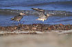 Photo ofBar-tailed Godwit (Limosa lapponica). Photographer: 