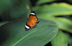 Orange Lacewing (captive animal)