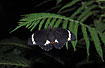 Photo ofOrchard Butterfly (Papilio aegeus aegeus). Photographer: 