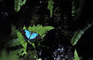 Foto af  (Papilio ulysses joesa). Fotograf: 