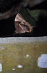 Ulysses Butterfly on log (captive animal)