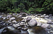 Rockfilled stream through the rainforest