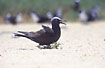 Common Noddy in the warm sand