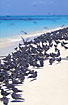 Bird island at Great Barrier Reef with thousands of breeding terns