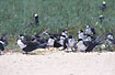 A large group of breeding terns