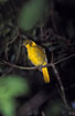 The rare Golden Bowerbird - male