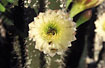 Pollination of cactus flower