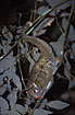 Photo ofGreen Ringtail Possum (Pseudochirops archeri). Photographer: 