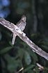 Bowerbird in a tree