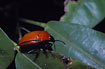 Red bug in the rainforest