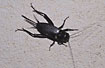 Field Cricket on a wall after dark