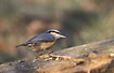 Wood Nuthatch attracted by nuts
