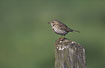 Meadow Pipit on fencepost