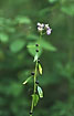 Photo ofCoralroot (Cardamine bulbifera (Dentaria bulbifera)). Photographer: 