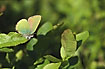 Green Hairstreak well camouflaged on blue berry leaves