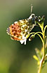 Orange Tip male on the host plant cuckoo flower