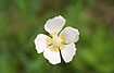 Large, white flower of Snowdrop Anemone