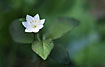 Photo ofChickweed Wintergreen (Trientalis europaea). Photographer: 