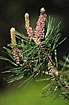 Flowering Scots Pine (male cones)