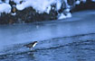 White-throated Dipper on ice sheet along river