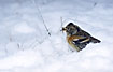 Brambling male in the snow