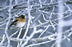 Brambling male among frost filled twigs