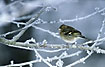 Chaffinch female among frost filled twigs