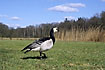Barnacle Goose on meadow