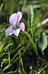Foto af Dvrg-Viol (Viola pumila). Fotograf: 
