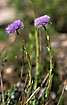 Photo of (Globularia vulgaris). Photographer: 