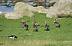 Young eiders heading for the sea