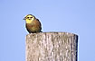 Yellowhammer male on pole