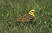 Yellowhammer in the grass