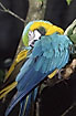 Blue and Gold Macaw preening (Captive bird)