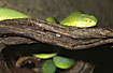 White Lipped Tree Viper (captive animal)