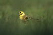 Yellowhammer male low in the grass