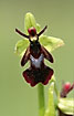 Fly Orchid - up close