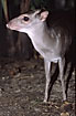 Lesser Malay Mouse Deer - captive animal