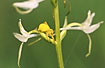 Flower Spider on orchid