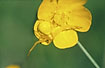 Flower spider camouflaged on a yellow buttercup