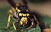 Photo ofGerman Wasp (Paravespula germanica). Photographer: 