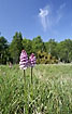 Foto af Skov-Ggeurt (Dactylorhiza maculata ssp. fuchsii). Fotograf: 